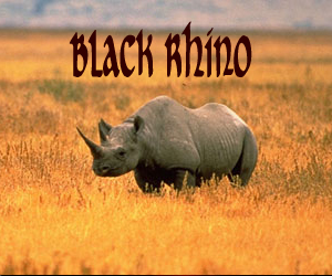 1-black-rhino