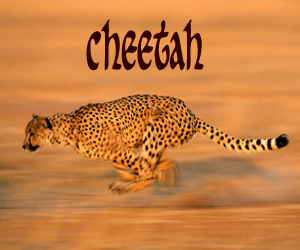 1-cheetah