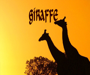 1-giraffee