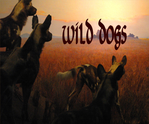 1-wuld-dogs
